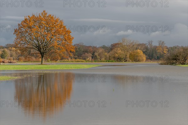 Oak tree reflected in a flooded meadow after heavy rains. Landscape in autumn. Bas-Rhin