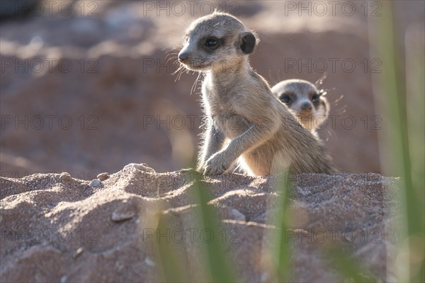 Meerkats