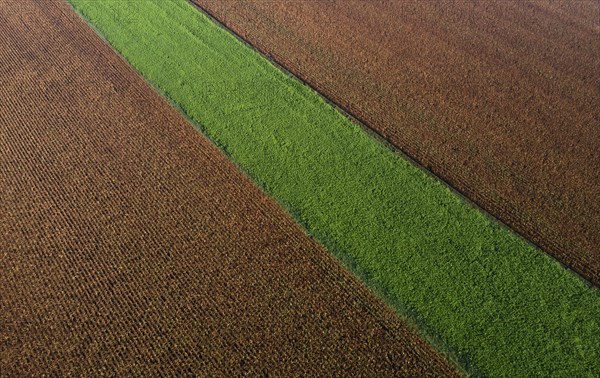 Drone view of a brown maize field with a green meadow strip
