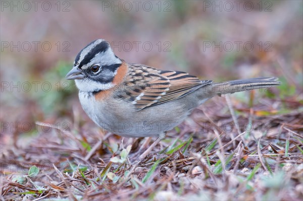 Rufous-collared Sparrow