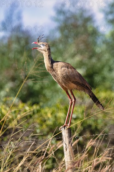 Red-legged Seriema