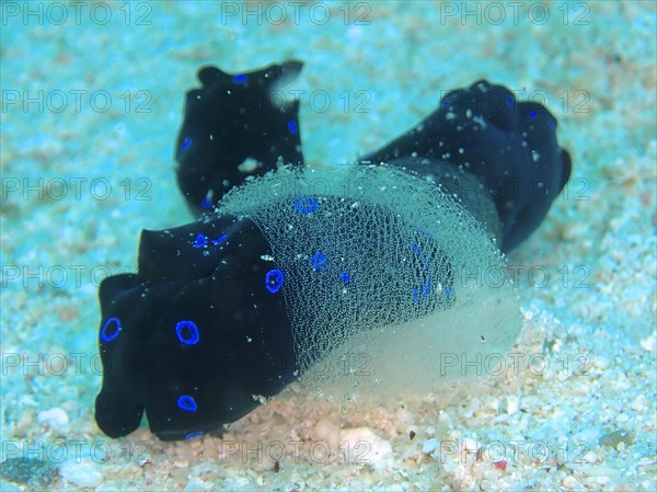 Two specimens of blue spotted head shield snail