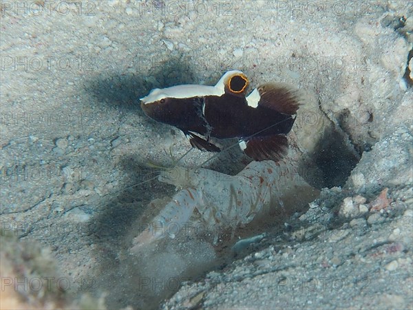 Barnacle partner goby