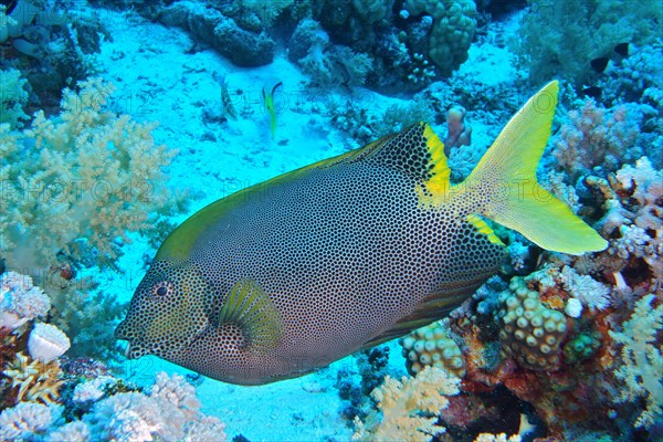 Spotted rabbitfish