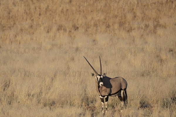 Oryx