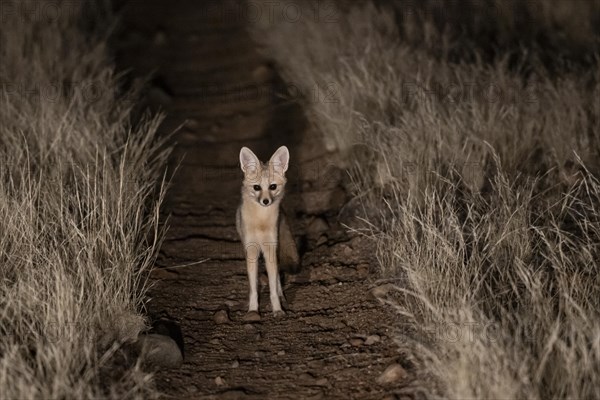 Cape fox