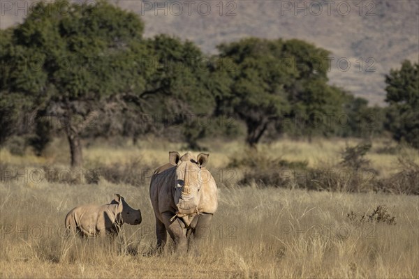 White rhinoceros