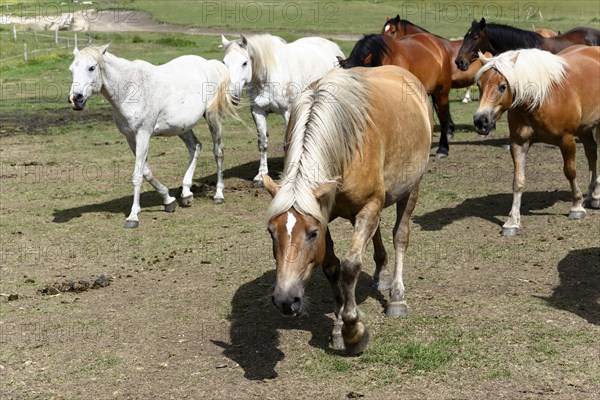 Haflinger horses and others