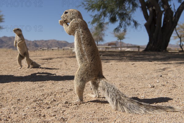 Mountain ground squirrel