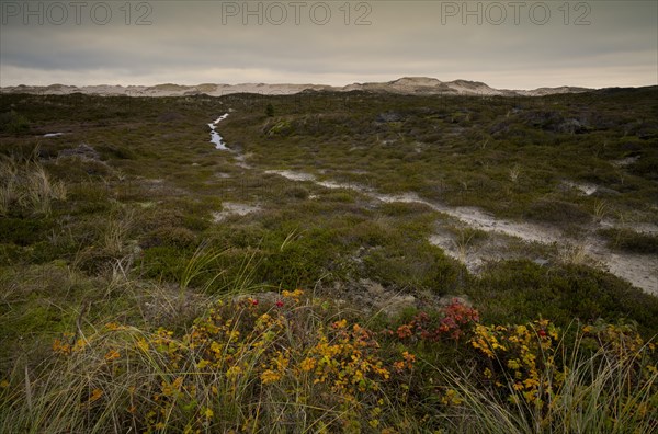 Dune landscape