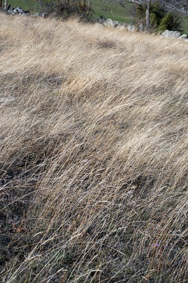 Detail of grassland in autumn on a mountain