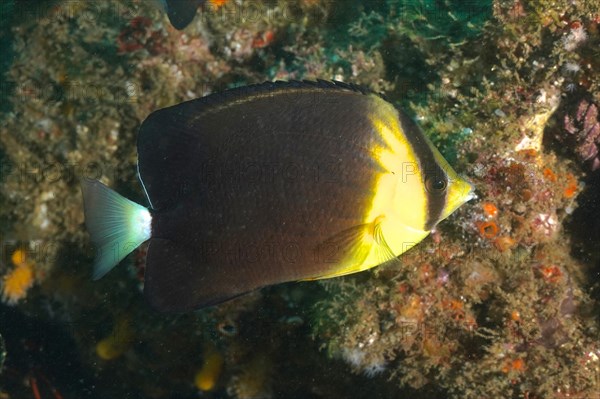 Dark blue stripe butterflyfish