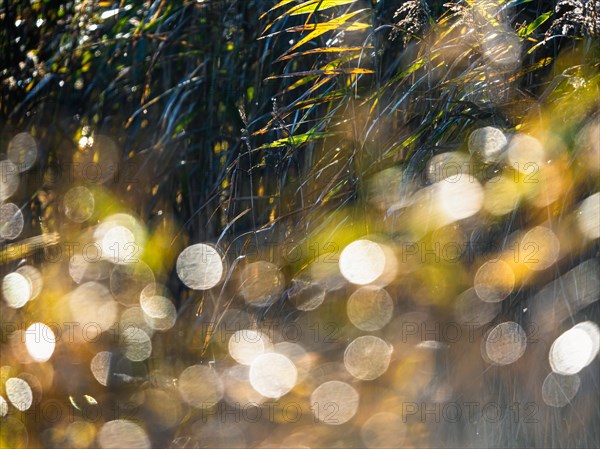 Natural Bokeh in Marshes for background