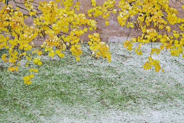 Trees in late autumn with first snow