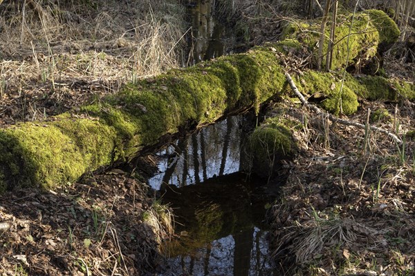 Water reflection