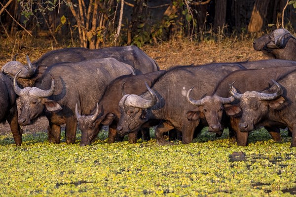 African buffalo