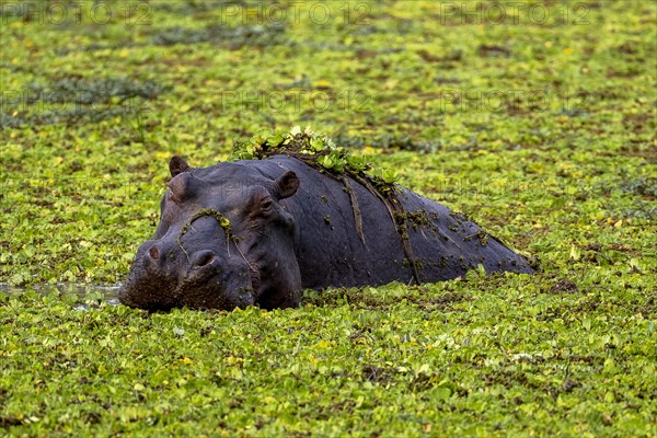 Hippopotamus