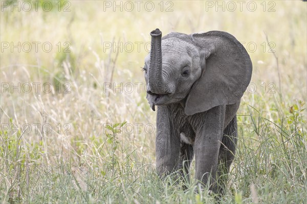 African elephant