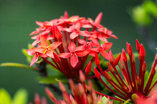 (Ixora), Rubiaceae, Valle de Cauca, Colombia, South America