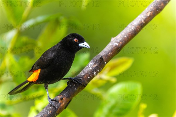 Fire-rumped Tanager