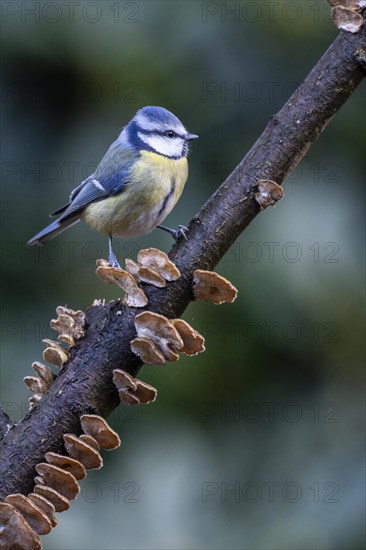 Blue Tit