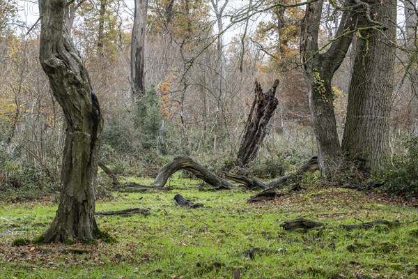 Hutewald forest in autumn