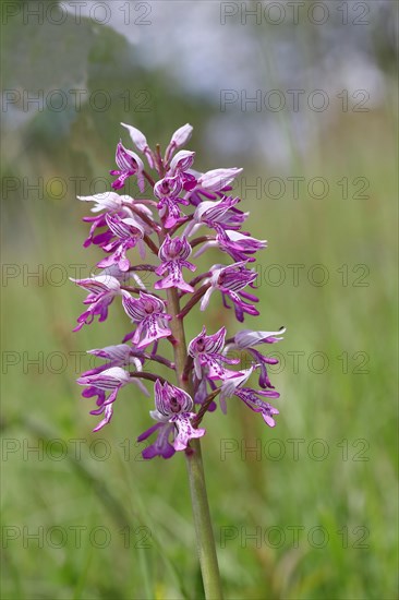 Military orchid