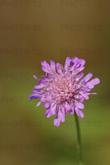 Pincushion flower