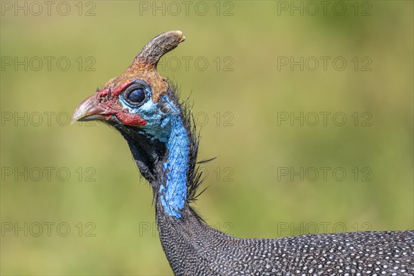 Helmeted guineafowls