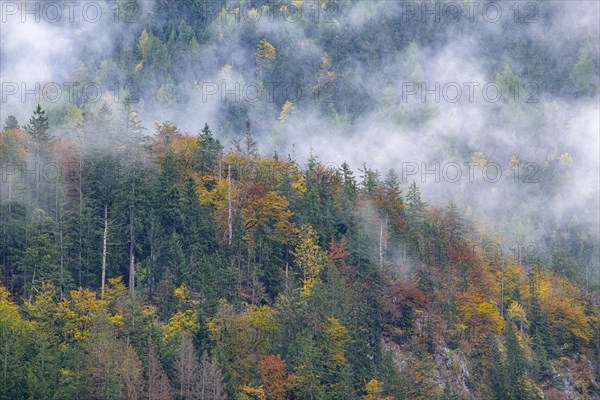 Wisps of mist at Koenigssee