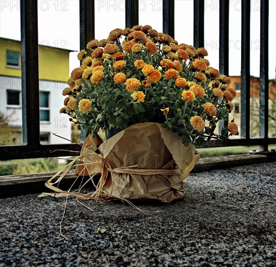 A winter aster as the last autumnal flower decoration on a balcony