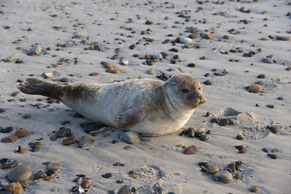 Seal on the beach