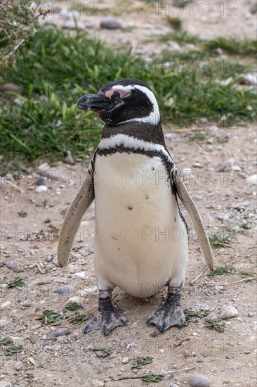 Magellanic penguin