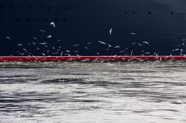 Flock of seagulls looking for food in front of a cruise ship