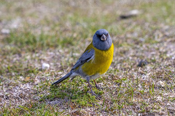 Patagonian sierra finch