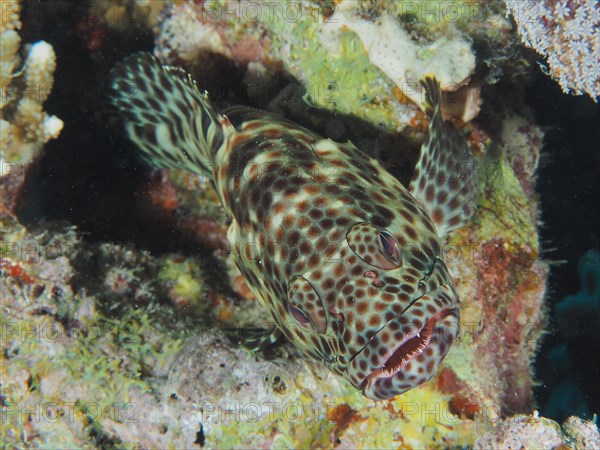 Greasy grouper