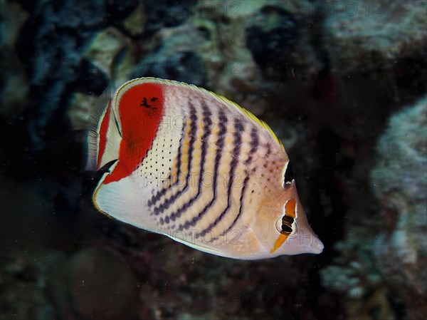 Eritrean butterflyfish