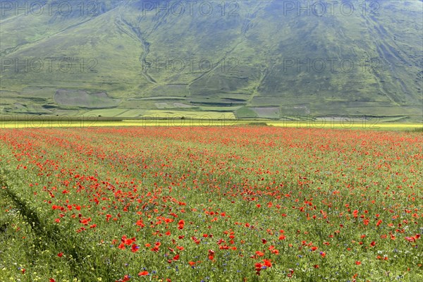 Poppy flowers