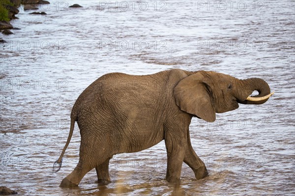African elephant