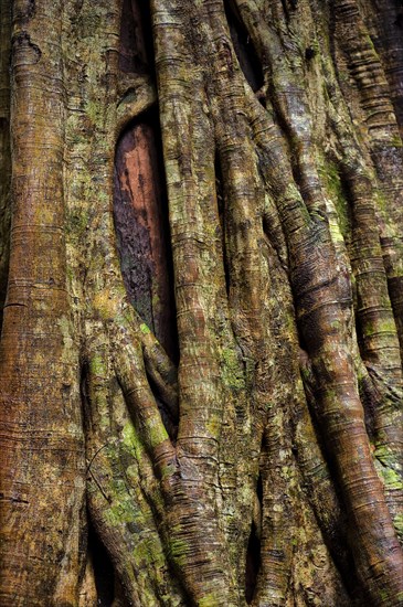 Close up of a strangler fig