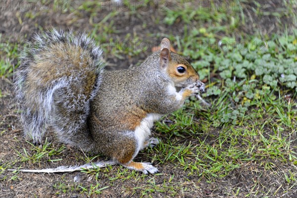 Eastern gray squirrel