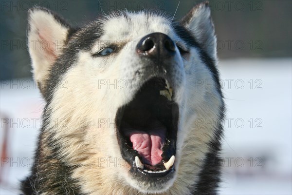 Siberian husky