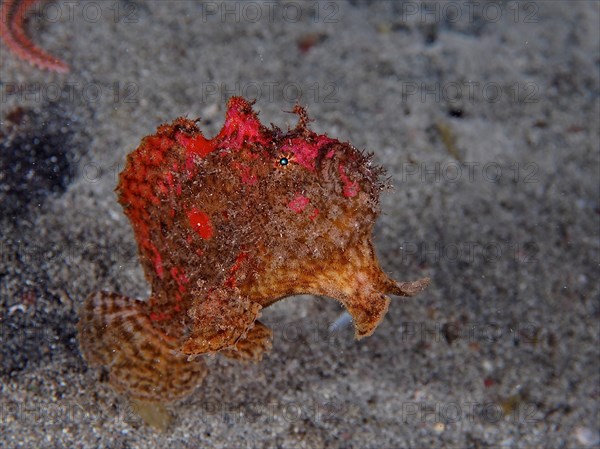 Dorsal spot frogfish