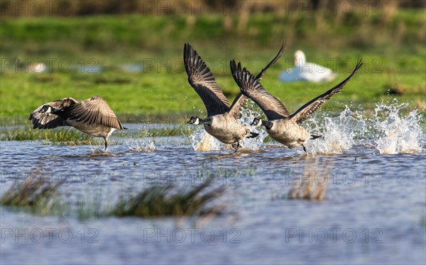 Canada Goose