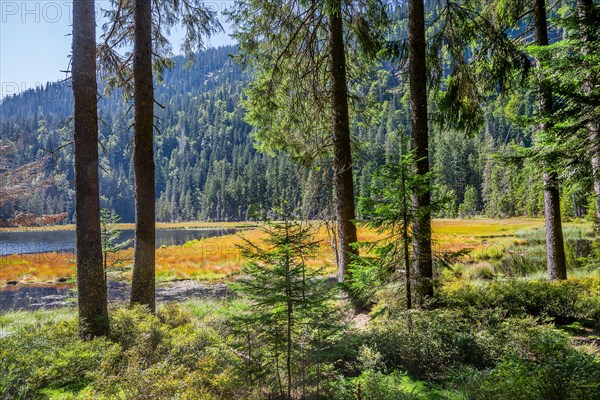 Nature reserve Grosser Arbersee with lake wall 1340m