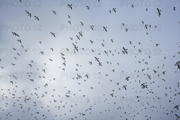 Flock of birds