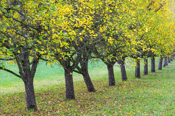Apple trees in autumn in a meadow