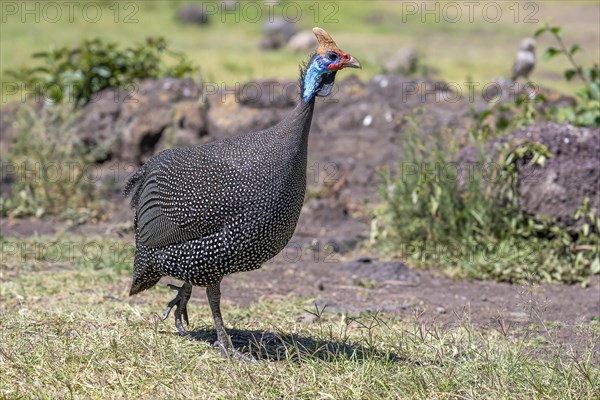 Helmeted guineafowls