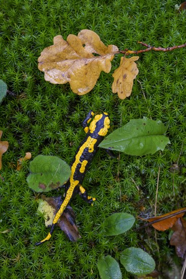 Fire salamander