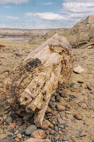 Petrified tree